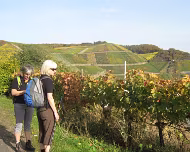 2012 Rotweinwanderung