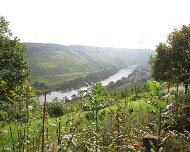 2014 Moselwanderung 