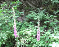 Sommerwanderung 2015 