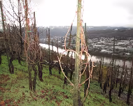 Weihnachtsmarkt Bernkastel 2015 